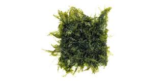 Attēlu rezultāti vaicājumam “Fissidens arnoldii sporophyte”