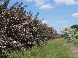 Attēlu rezultāti vaicājumam “Physocarpus opulifolius”