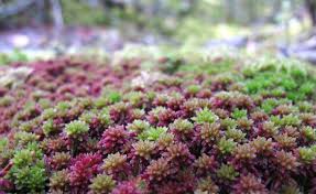 Attēlu rezultāti vaicājumam “Sphagnum capillifolium”
