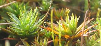 Attēlu rezultāti vaicājumam “Pogonatum urnigerum macro”