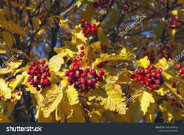 Attēlu rezultāti vaicājumam “Sorbus hybrida”
