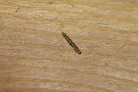 Attēlu rezultāti vaicājumam “Eilema depressa imago”