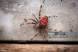 Attēlu rezultāti vaicājumam “Araneus angulatus”