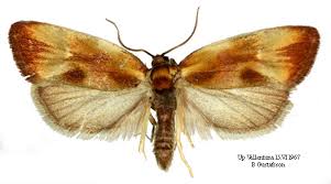 Attēlu rezultāti vaicājumam “Eulia ministrana”