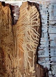 Attēlu rezultāti vaicājumam “Scolytus ratzeburgi”