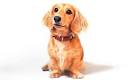 Pet subjects: putting cats on a diet, finding mates online and