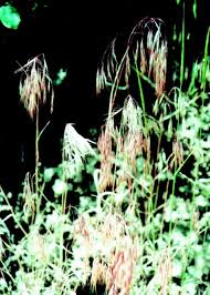 Attēlu rezultāti vaicājumam “Anisantha tectorum fruit”