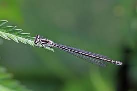 Attēlu rezultāti vaicājumam “Coenagrion pulchellum male”