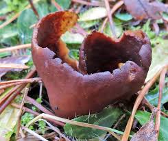 Attēlu rezultāti vaicājumam “Octospora splachnophila”