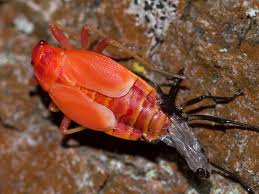 Attēlu rezultāti vaicājumam “Pyrrhocoris apterus nymph”