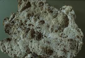 Attēlu rezultāti vaicājumam “Cystostereum murrayi”