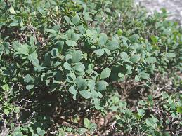 Attēlu rezultāti vaicājumam “Vaccinium uliginosum bud”