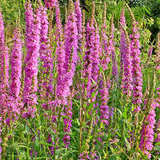 Image result for Blutweiderich