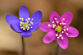 Attēlu rezultāti vaicājumam “Hepatica nobilis flower”