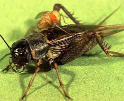 Attēlu rezultāti vaicājumam “Oecetis ochracea”