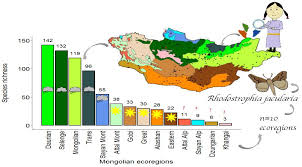 Attēlu rezultāti vaicājumam “Epirranthis diversata”