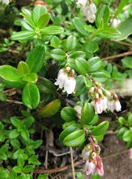 Attēlu rezultāti vaicājumam “Vaccinium vitis-idaea bud”