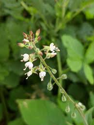 Attēlu rezultāti vaicājumam “Circaea lutetiana”