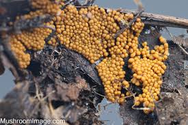 Attēlu rezultāti vaicājumam “Oligonema favogineum”