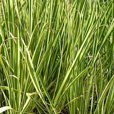 Attēlu rezultāti vaicājumam “Acorus calamus leaf”