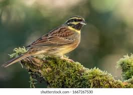 Image result for Emberiza cirlus
