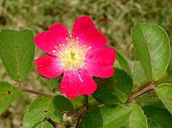 Image result for Rosengewächse