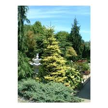 Attēlu rezultāti vaicājumam “Abies koreana”