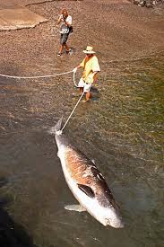 Image result for Kogia breviceps