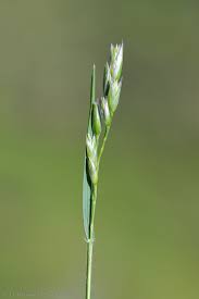 Attēlu rezultāti vaicājumam “Danthonia decumbens”