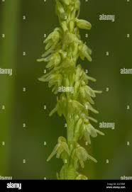 Attēlu rezultāti vaicājumam “Herminium monorchis”