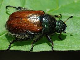 Attēlu rezultāti vaicājumam “Phyllopertha horticola”