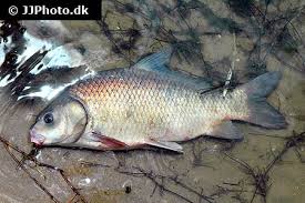 Image result for Ictiobus cyprinellus