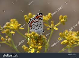 Attēlu rezultāti vaicājumam “Lycaeniinae”