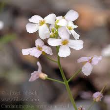 Attēlu rezultāti vaicājumam “Cardaminopsis arenosa flower”