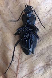 Attēlu rezultāti vaicājumam “Carabus glabratus”