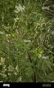 Attēlu rezultāti vaicājumam “Chaerophyllum aromaticum”