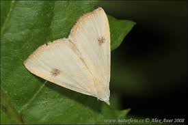 Attēlu rezultāti vaicājumam “Rivula sericealis”