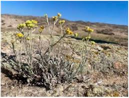 Attēlu rezultāti vaicājumam “Helichrysum arenarium”