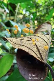 Attēlu rezultāti vaicājumam “Physarum virescens young”