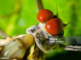 Attēlu rezultāti vaicājumam “Siphlonurus male”