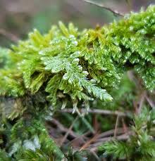 Attēlu rezultāti vaicājumam “Hypnum jutlandicum”