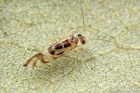 Attēlu rezultāti vaicājumam “Psocoptera”