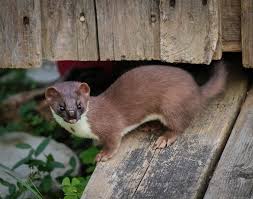 Attēlu rezultāti vaicājumam “Mustela erminea adult”