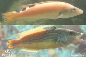 Image result for Labrus mixtus