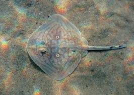 Image result for Raja radula