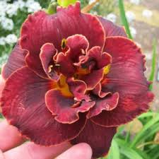Image result for Hemerocallis `Moses Fire`