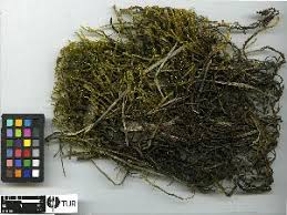 Attēlu rezultāti vaicājumam “Drepanocladus trifarius”