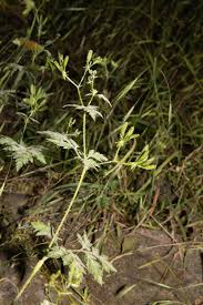 Image result for Chaerophyllum aureum