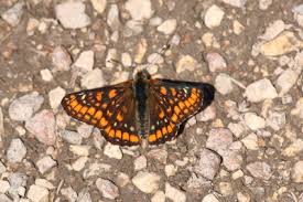 Attēlu rezultāti vaicājumam “Euphydryas maturna upperside”