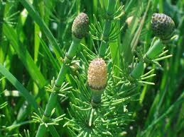 Attēlu rezultāti vaicājumam “Equisetum fluviatile”